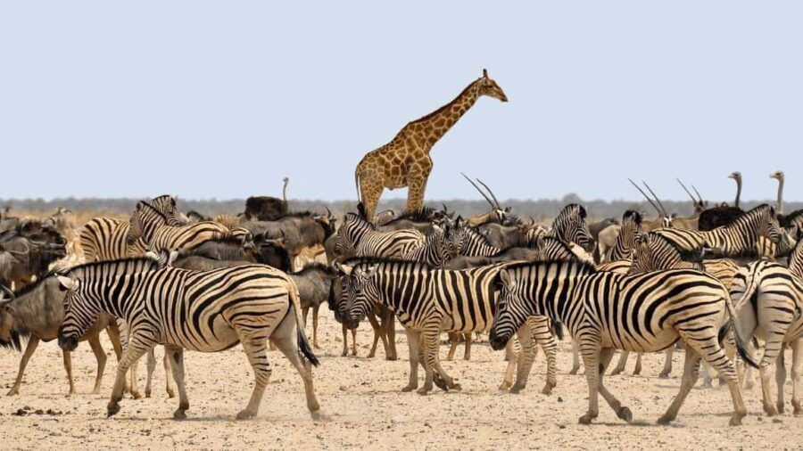 7-Day Group Safari from Zanzibar