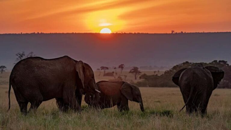 7-Day Luxury Safari: Samburu, Nakuru & Masai Mara Adventure - Final Thoughts: Who Should Consider This Safari?