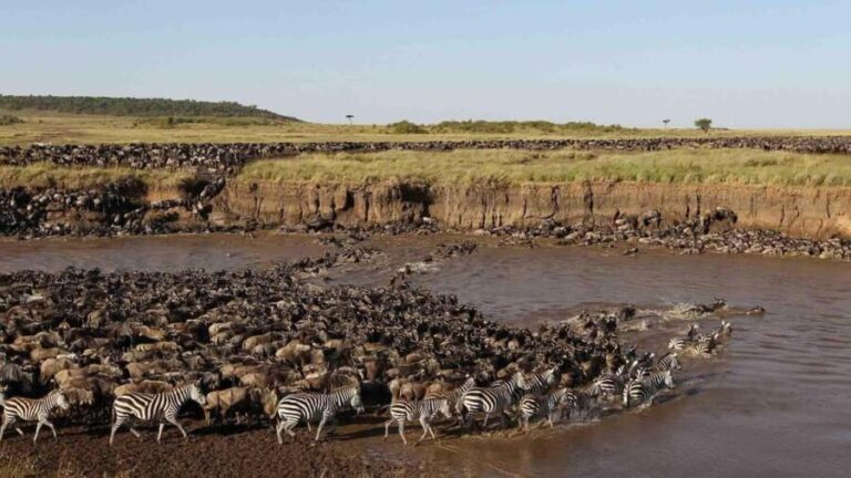 7-Day Luxury Serengeti Safari & Balloon Adventure - The Experience of Staying Comfortable in the Wilderness