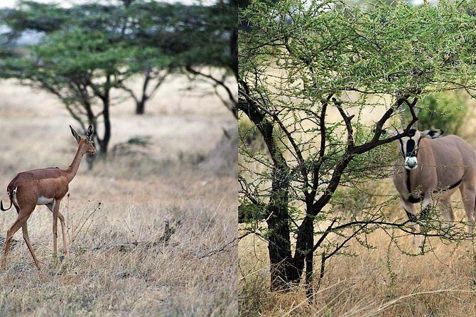 7 Day Maasai Mara, Lake Nakuru, Lake Naivasha and Samburu Safari - Detailed Breakdown of the Itinerary