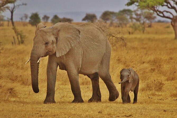 7-Day Magical Tanzania Safari -Premium High End Package - What the Reviews Reveal