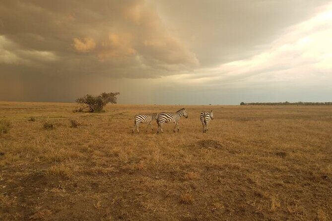 7-Day Masai Mara Nakuru Amboseli Kenya Budget Safari - Who Would Love This Tour?