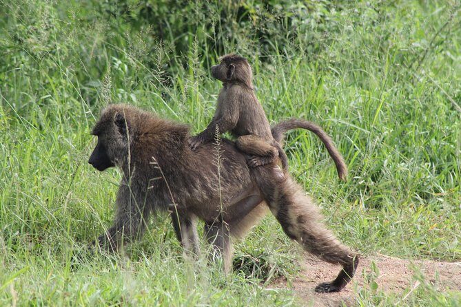 7-Day Murchison Falls, Chimps & Gorilla Trekking - What Travelers Say: Authentic Insights