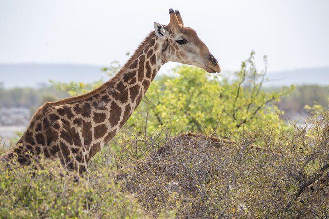 7 Day Northern Namibia and Skeleton Coast Camping Safari - Etosha National Park: The Wildlife Showstopper