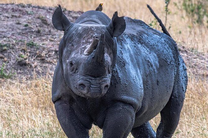7-Day Private midrange Tour in Arusha with Airport Pickup - Who Might Consider Other Options?