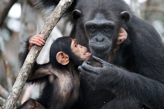 7-Day Private Uganda Gorilla Tracking Safari Tour From Entebbe - Why This Tour Offers Great Value