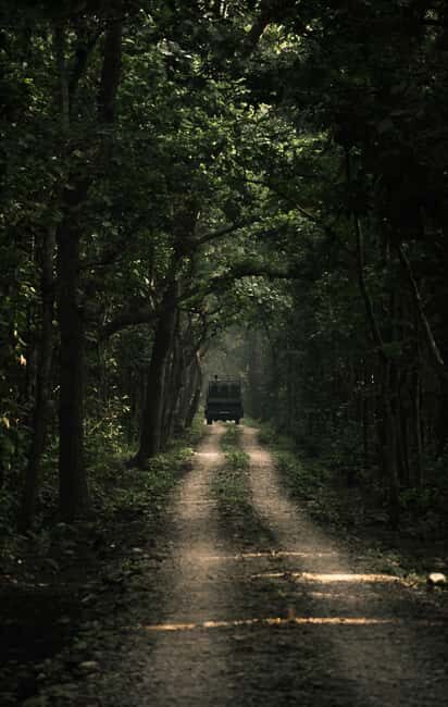 7-Day Royal Bengal Tiger & One-horned Rhino in Bardiya - Jungle Walks and Birdwatching