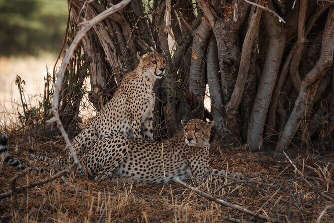 7 Day Safari in Tanzania National Parks - What Makes This Safari Stand Out?