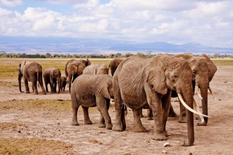 7-Day Safari Mikumi, Selous Game Reserve and Zanzibar Beach - A Practical Overview of the 7-Day Tanzania and Zanzibar Tour