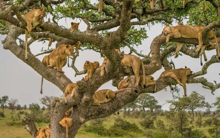 5 Day Safari to Tarangire, Lake Manyara, and Serengeti