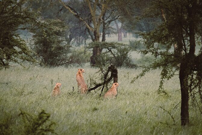 7-Day Tanzania Odyssey Safari- High End Tour - Transportation and Guide Quality