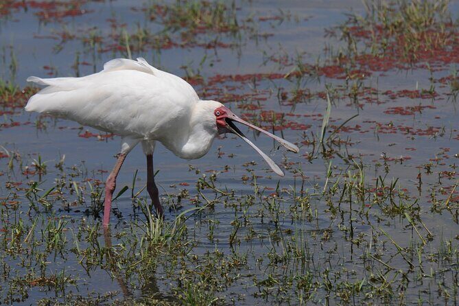 7 Day Tour of Amboseli Lake Nakuru and Masai Mara - Final Thoughts