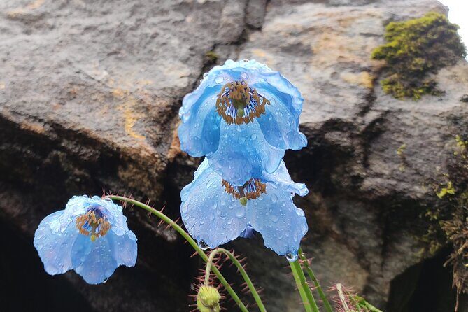 7 Day Tour to Valley of Flowers and Auli Hiking Adventure - The Practical Side: What to Expect