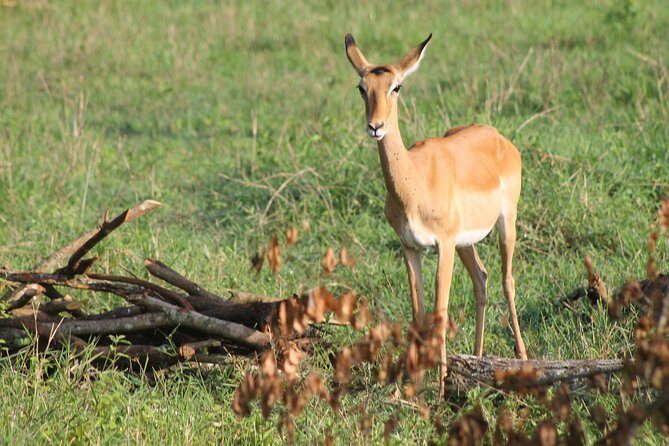 7-Day Wildlife Adventure Safari - Who Will Love This Tour?