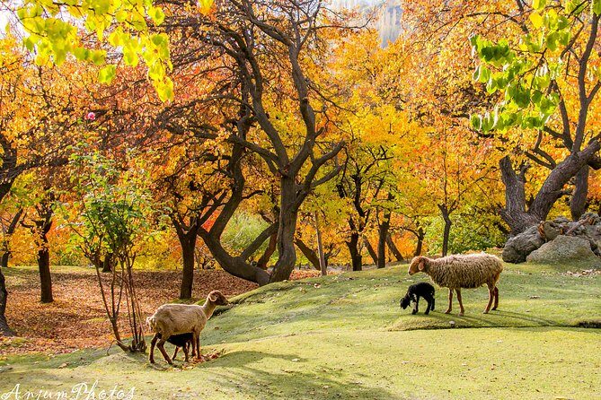 7-Days Autumn Tour to Hunza Valley - Day 1: Islamabad and the Monal Dinner