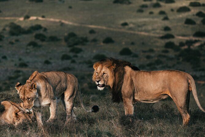 7 Days Best of Kenya Wildlife Safari - What Makes This Tour Stand Out?
