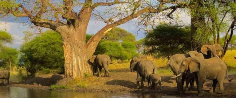 7 Days Big Five Safari to Tarangire, Serengeti & Ngorongoro - What Travelers Say
