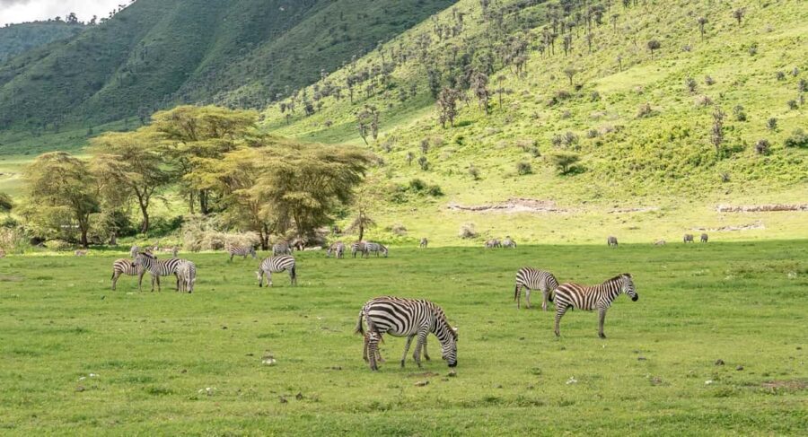 7 Days Big Five Safari to Tarangire, Serengeti & Ngorongoro - What Makes This Tour Stand Out?