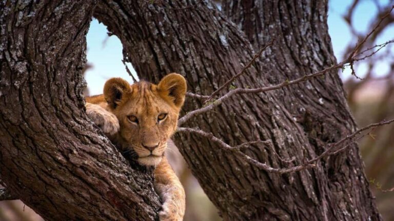 7-Days Budget Camping - Tarangire, Serengeti, Ngorongoro... - The Value of This Safari