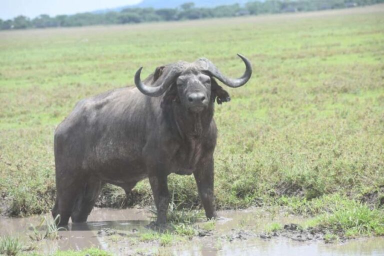 7 Days Comfort Mid-range Safari 3 Nights Serengeti - Day-by-Day Breakdown