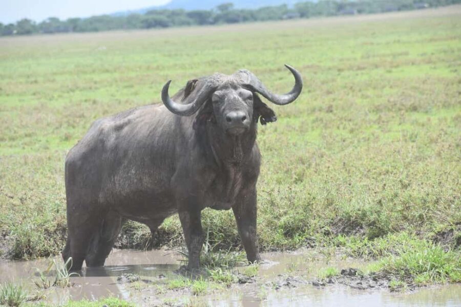 7 Days Comfort Mid-range Safari 3 Nights Serengeti - Day-by-Day Breakdown