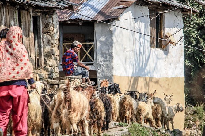7 Days Dharamsala - Dalai Lama home Trek - Evaluating the Value