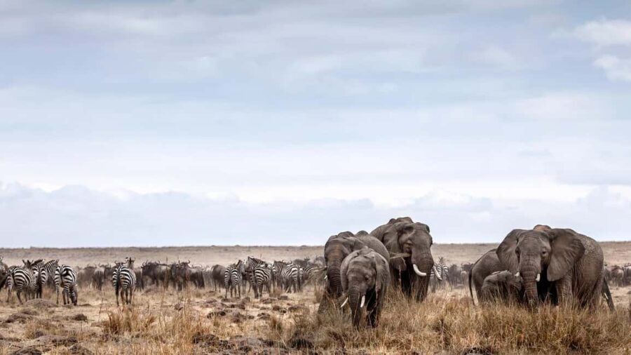 7 Days Elephant Safari Experience on 4x4 Landcruiser Jeep - What Makes This Tour Stand Out?