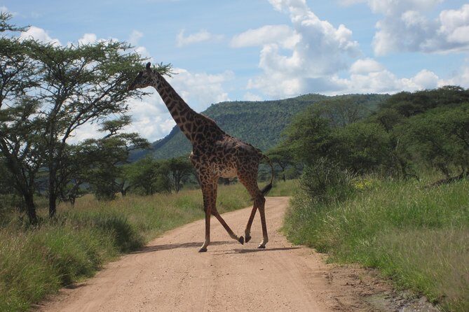 7 - Days Fascinating Tanzania Safari - Who Should Consider This Safari?