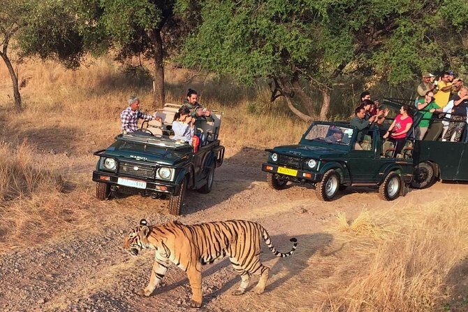 7-Days Golden Triangle with Ranthambore National park tour - The Highlights of the Tour