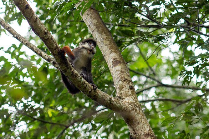 7 Days Gorilla and Chimpanzee safari in Uganda - Final Thoughts