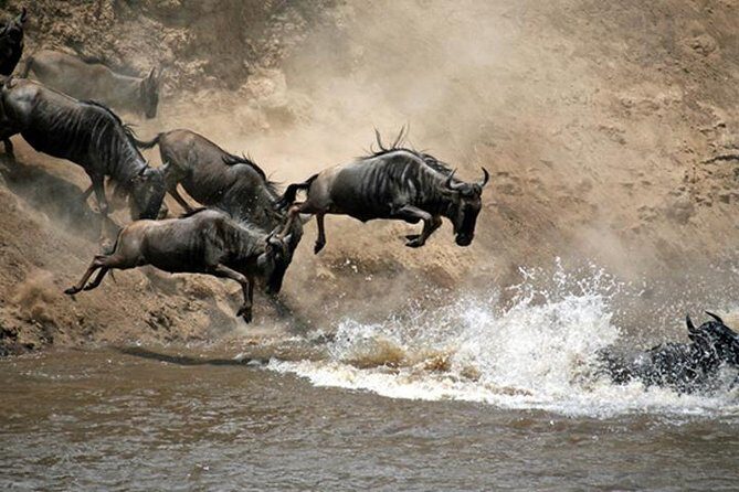7 Days: Great Migration Mara River Crossing(manyara, Ngorongoro And Serengeti) - Practical Aspects of the Tour