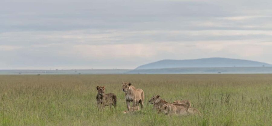 7 Days Highlight Of Kenya Urban & Bush Safari - What Makes This Tour Special?