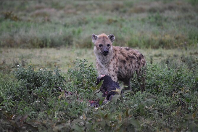 7 Days Highlight of Tanzania Mid-Range Standard - Who is This Tour Best For?