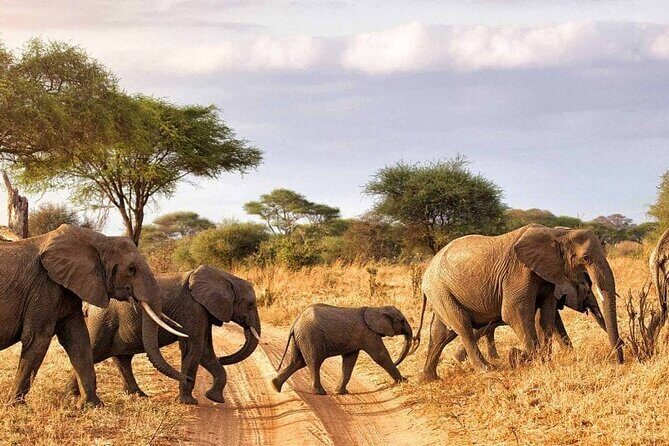 7 Days in Tanzania Northern Circuit Safari - The Itinerary in Detail