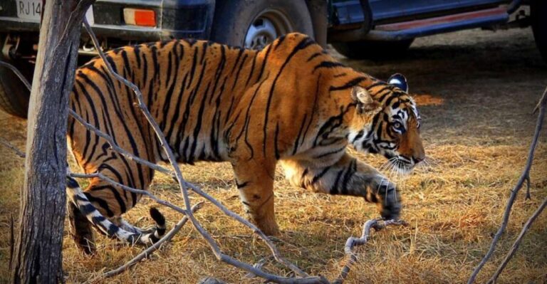 7 days india Taj Mahal tour with ranthambore tiger safari - What Makes This Tour Stand Out?