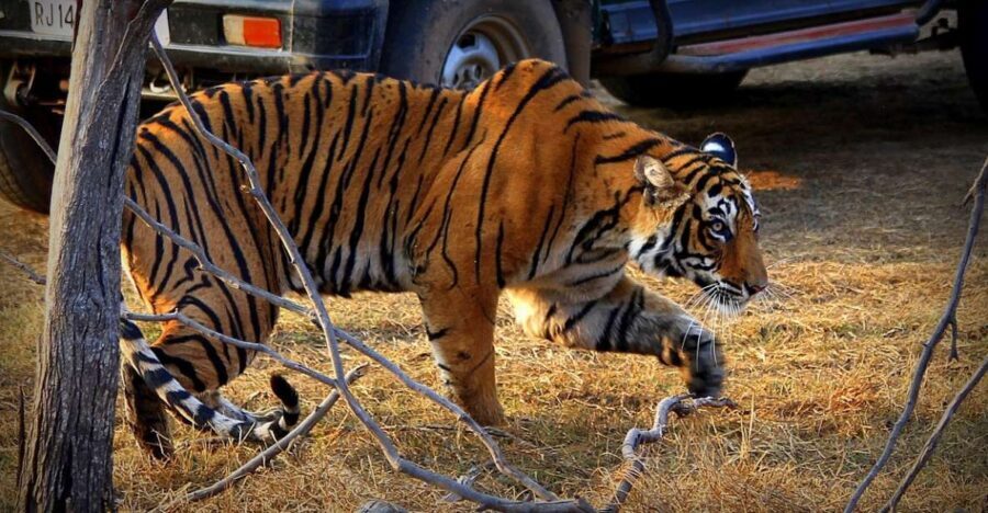 7 days india Taj Mahal tour with ranthambore tiger safari - What Makes This Tour Stand Out?