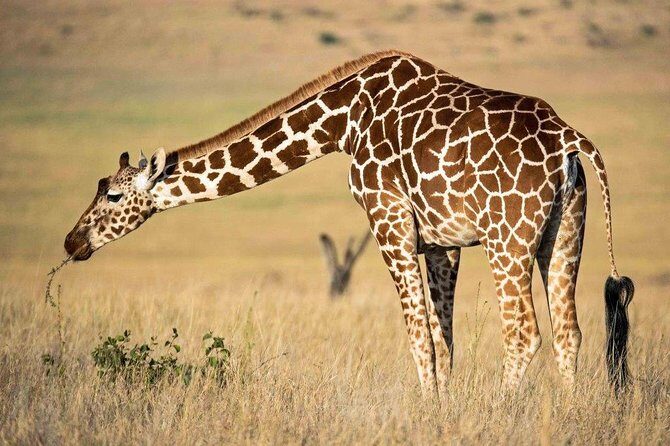 7 Days Kenya Luxury Safaris - Masai Mara NR, Amboseli NP and Lake Nakuru NP - What Travelers Say