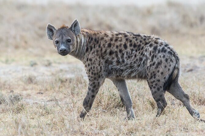 7-Days Kenya Safari Samburu, Aberdare, Lake Nakuru, & Maasai Mara - Transport, Accommodation, and Meals: How the Tour Works for You