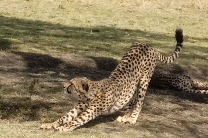 7 Days Kenyan Safaris - What Makes This Safari Stand Out?
