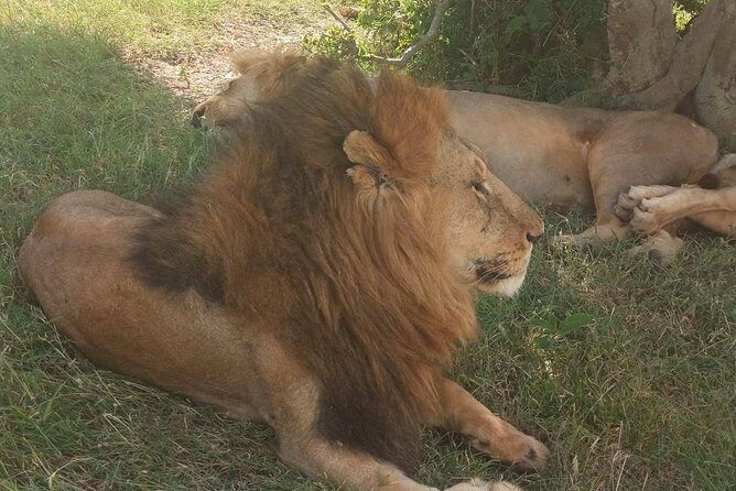 7 Days maasai mara - lake nakuru - lake naivasha- amboseli safari. - Who Should Consider This Safari?