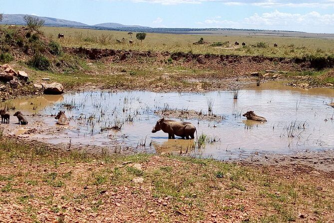 7 Days Maasai Mara, Lakes Nakuru, Naivasha & Amboseli Group Tour - What Travelers Say