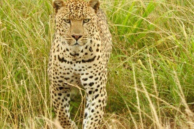 7 Days Maasai Mara National park , Amboseli parks and Nakuru safaris - Detailed Breakdown of the Itinerary