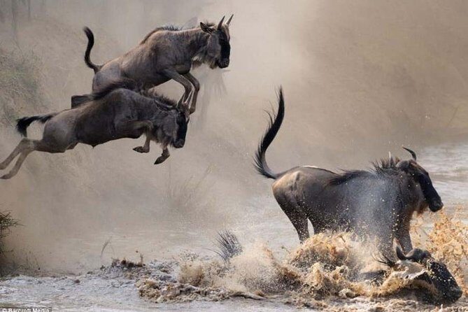 7 Days Masai Mara, Lake Naivasha, Nakuru, Amboseli - Practical Aspects and What It Means for You