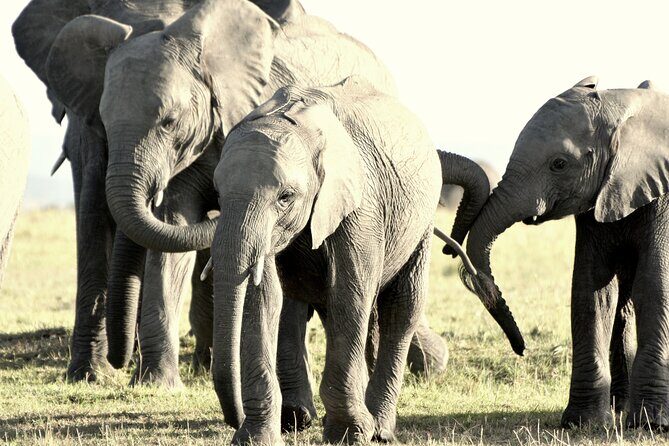 7 Days Masai Mara / Lake Nakuru / Lake Naivasha / Amboseli - What We Think About the Value