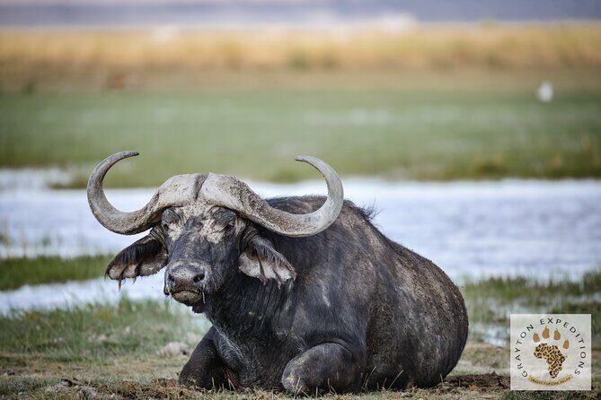 7 Days Masai Mara-Lk. Nakuru-Lk. Naivasha-Amboseli group Safari - What Makes This Tour Stand Out?