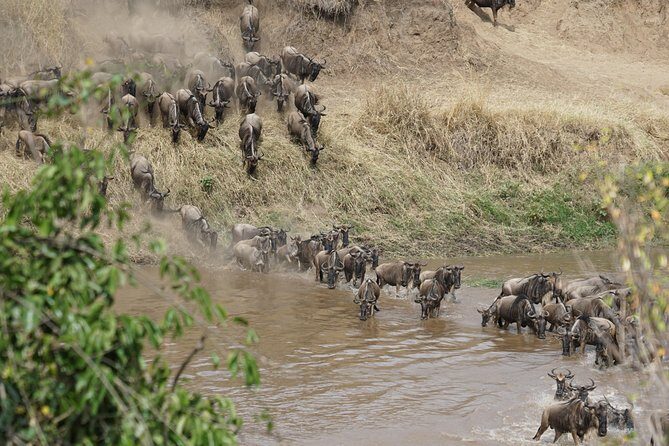 7 Days Migration Crossing in Mara River Northern Serengeti - Who Would Love This Safari?