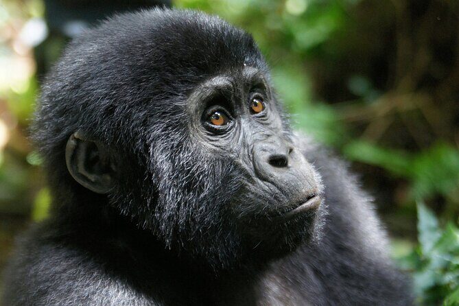 7 Days murchison falls with chimp and gorilla safari - Practical Considerations and Value