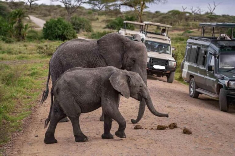 7 Days Ngorongoro, Serengeti Lake Manyara With Hadzabe Tribe - Real-World Insights from Travelers