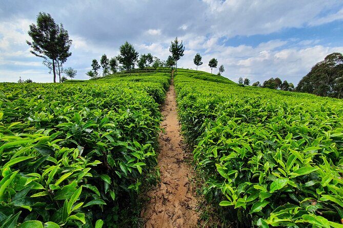 7 Days Private Tour of Rwanda - Practical Details and What They Mean for You