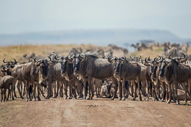 7 Days Private Wildebeest Great Migration Safari in Arusha - Who Will Love This Safari?
